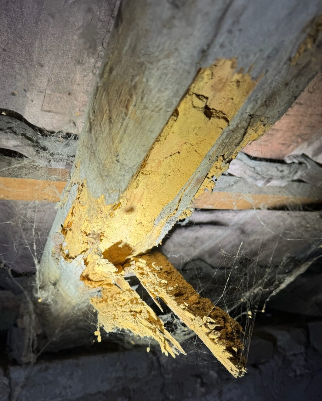 Dégâts bois chevron chevron de toiture dégradé par les insectes xylophages